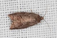 Cnephasia ecullyana