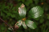 Stigmella aurella