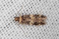 Apatema mediopallidum