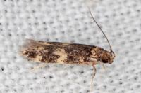 Apatema mediopallidum
