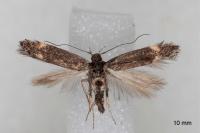 Aproaerema anthyllidella