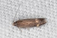 Aproaerema anthyllidella