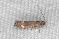 Aproaerema anthyllidella