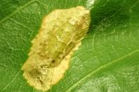 Phyllonorycter messaniella