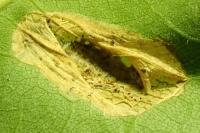Phyllonorycter messaniella