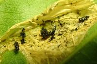 Phyllonorycter messaniella