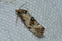 Neocochylis molliculana
