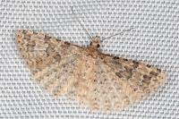 Alucita bidentata
