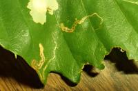 Stigmella samiatella