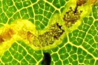 Stigmella samiatella