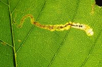 Stigmella samiatella