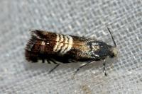 Grapholita compositella