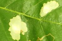 Tischeria ekebladella