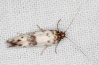 Enolmis acanthella