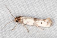 Enolmis acanthella