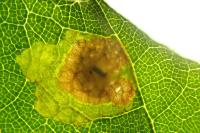 Tischeria ekebladella