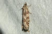 Cnephasia
