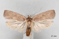 Agonopterix scopariella