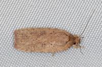 Agonopterix scopariella