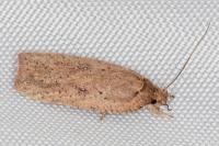 Agonopterix scopariella