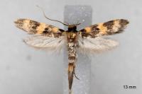 Oegoconia caradjai