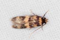 Oegoconia caradjai