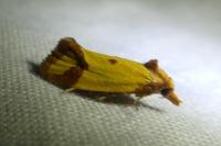 Agapeta zoegana