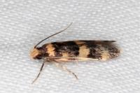 Oegoconia caradjai