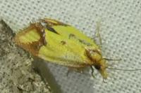 Agapeta zoegana