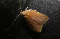 Carcina quercana