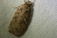 Agonopterix ciliella/heracliana