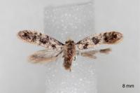 Infurcitinea albicomella
