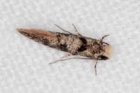 Infurcitinea albicomella