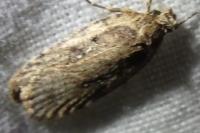 Agonopterix ciliella/heracliana