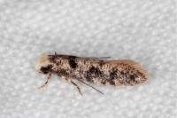 Infurcitinea albicomella