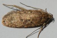 Agonopterix ciliella/heracliana