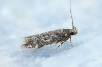 Bryotropha affinis