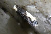 Monopis monachella