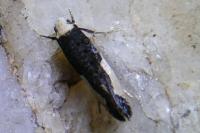 Monopis monachella