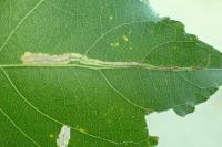 Stigmella trimaculella