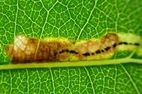 Stigmella trimaculella