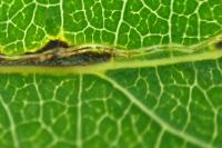 Stigmella trimaculella