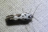 Ethmia quadrillella