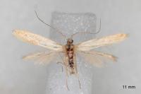 Coleophora lutipennella