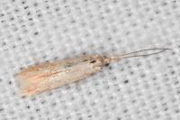 Coleophora lutipennella