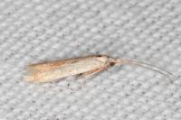 Coleophora lutipennella