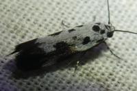 Ethmia quadrillella