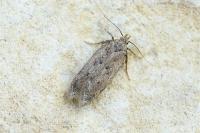 Bryotropha terrella