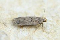 Bryotropha terrella