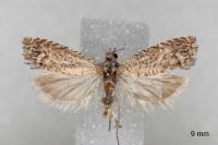 Selania resedana